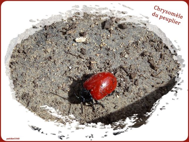 MES PHOTOS FAUNE CHRYSOLMELE DU PEUPLIER