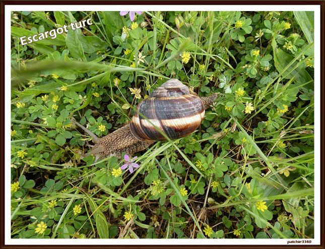 MES PHOTOS FAUNE : ESCARGOT TURC - Centerblog