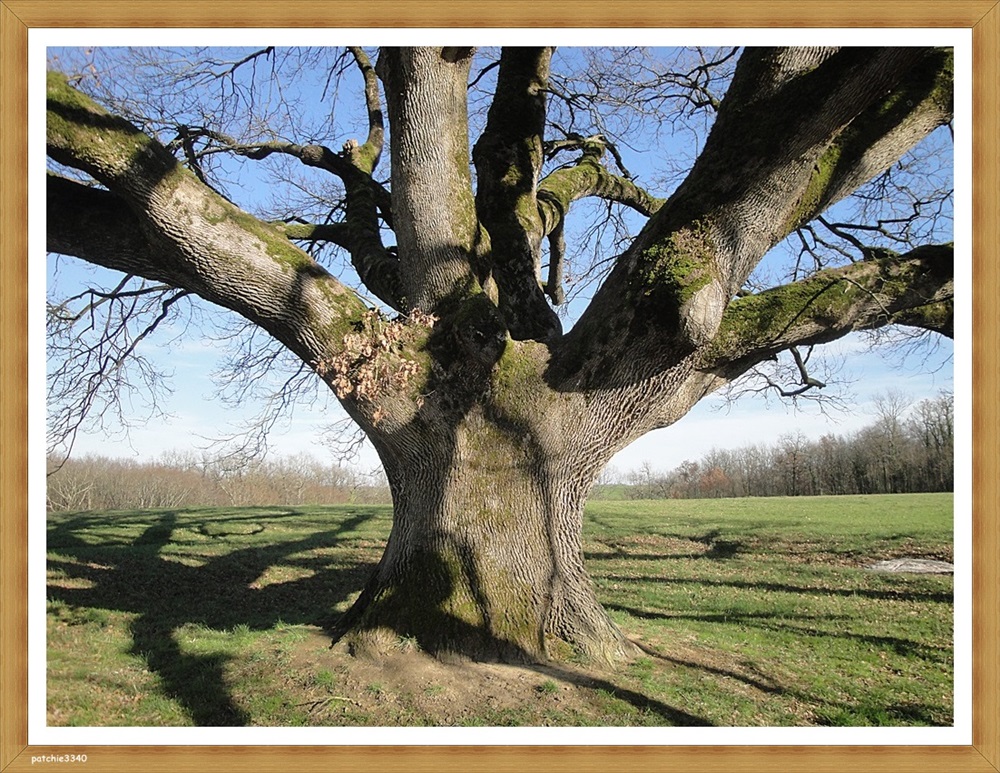 Mes Photos Flore Chene Remarquable De Tombeboeuf