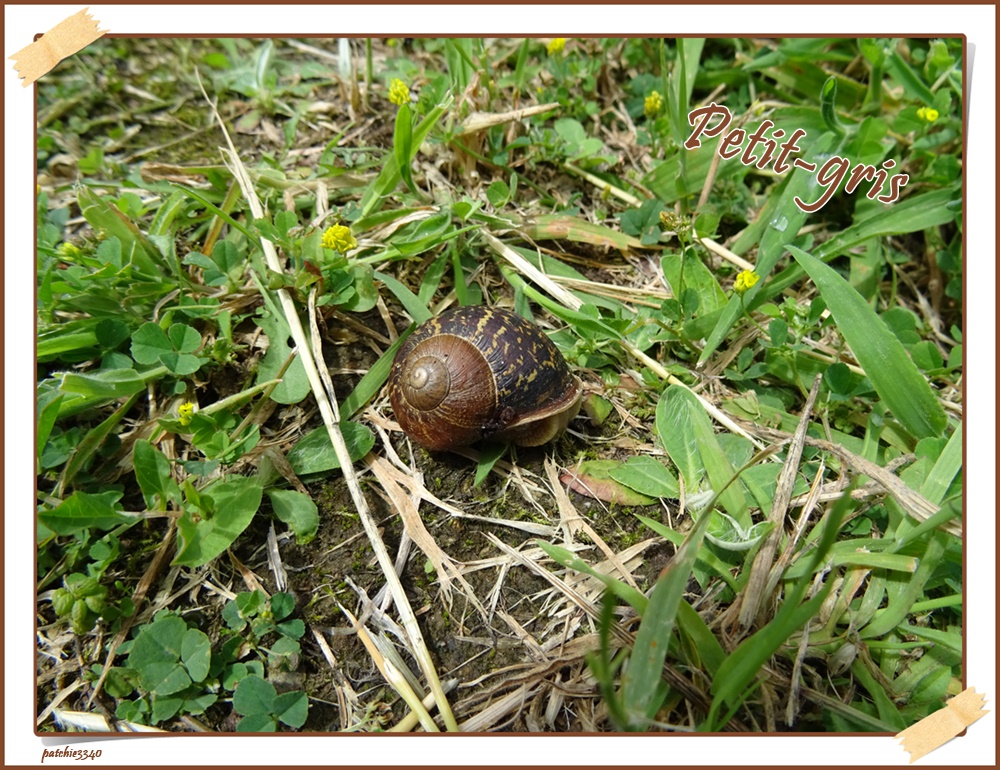 MES PHOTOS FAUNE ESCARGOT PETIT GRIS