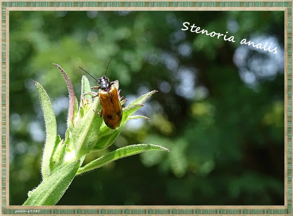 MES PHOTOS FAUNE STENORIA ANALIS