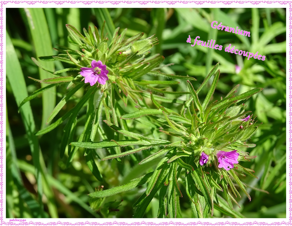 MES PHOTOS FLORE GERANIUM A FEUILLES DECOUPEES