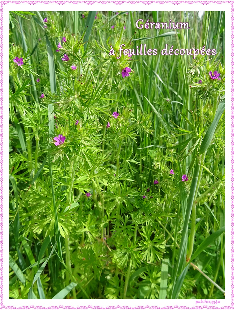 MES PHOTOS FLORE GERANIUM A FEUILLES DECOUPEES